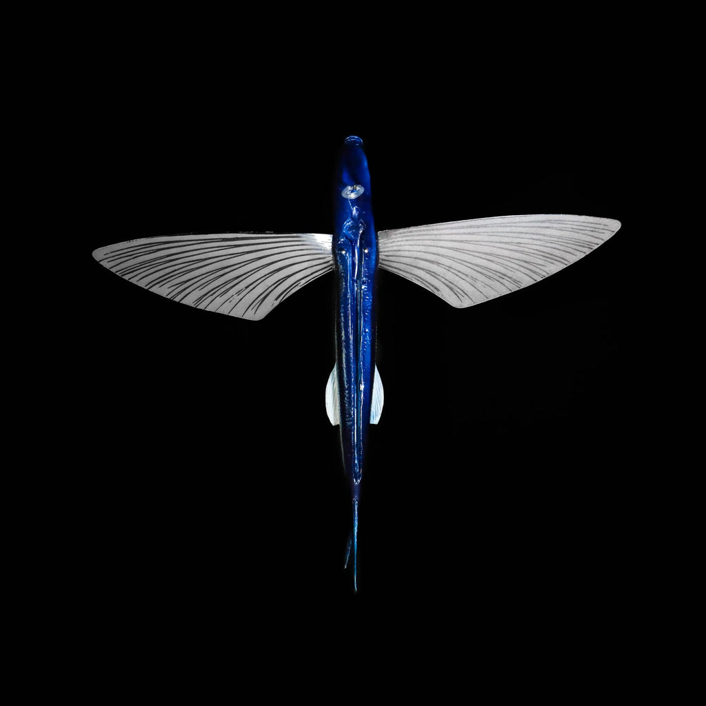 SeaMonster Flying Fish